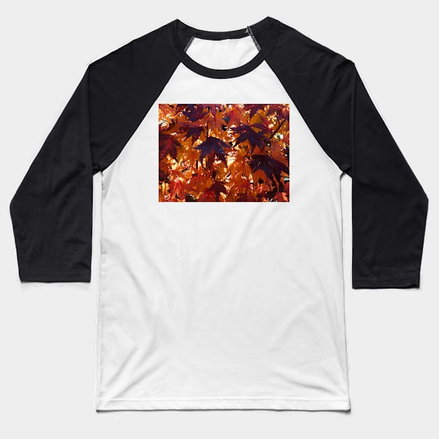 Red Autumn leaves backlit by the rising sun Baseball T-Shirt by Dturner29